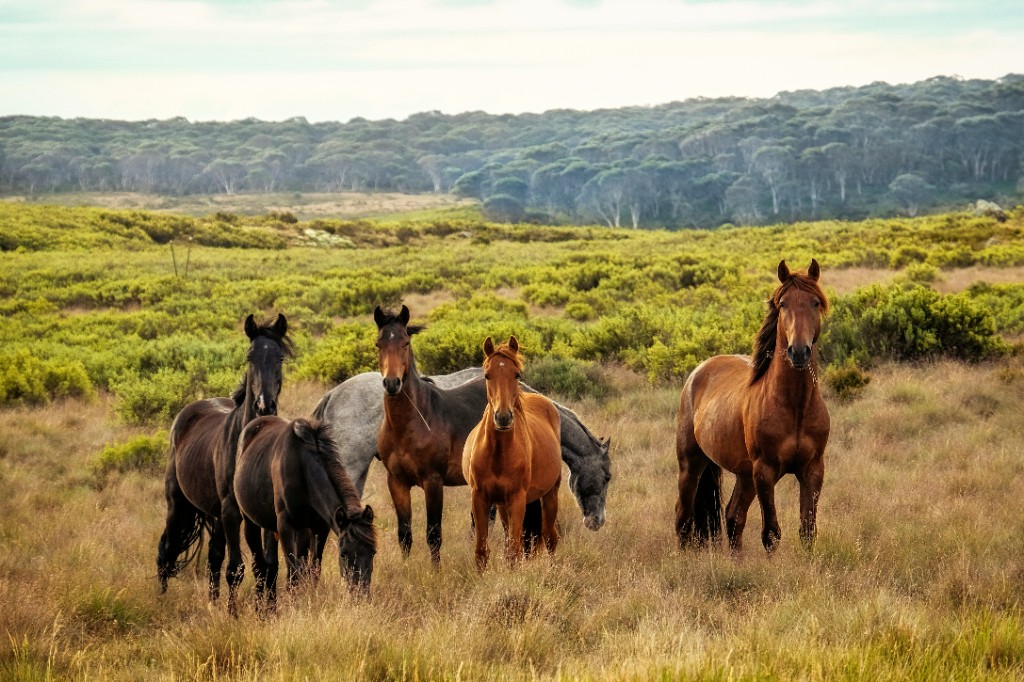 A herd of wild horses standing together in open grassland